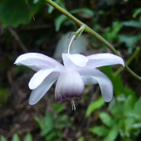 レンゲショウマ