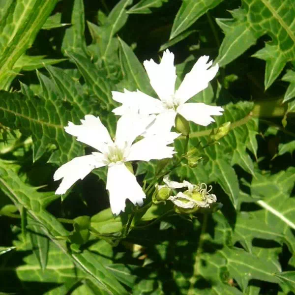 センジュガンピ