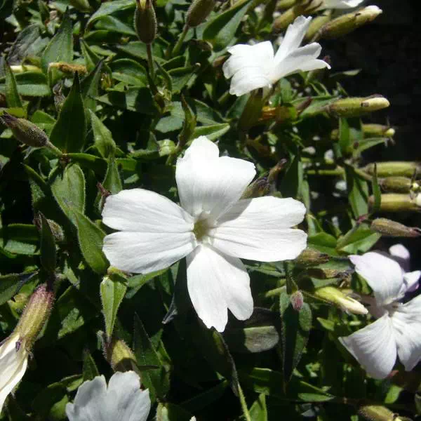 シロバナタカネビランジ