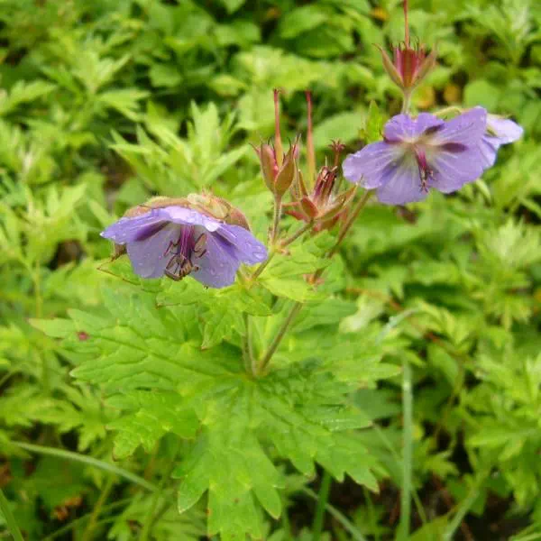タカネグンナイフウロ