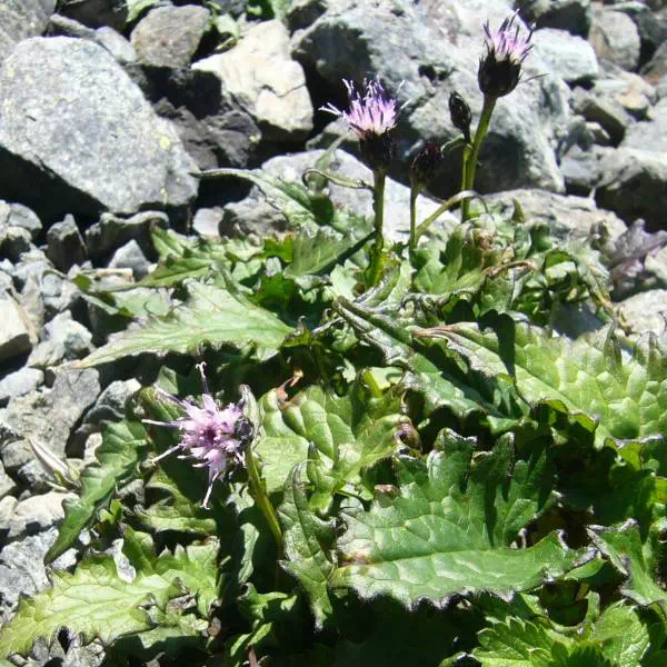 タカネヒゴタイ