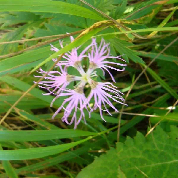 タカネナデシコ