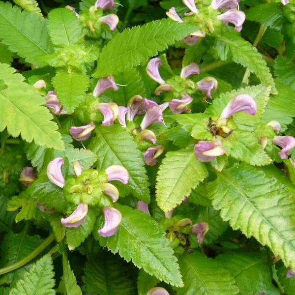 トモエシオガマ