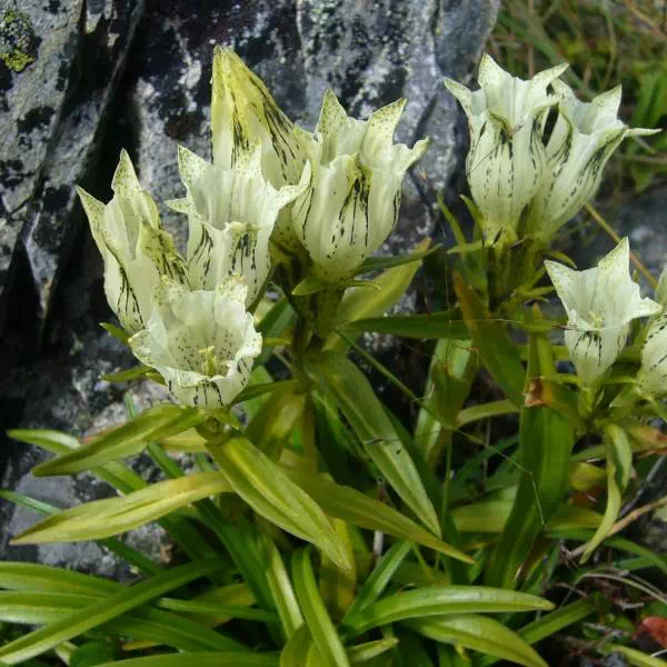 トウヤクリンドウ