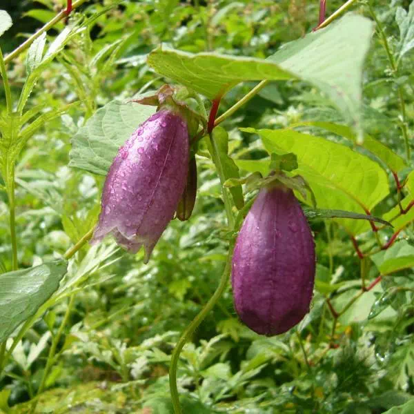 ヤマホタルブクロ