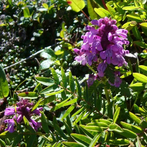 ヨツバシオガマ