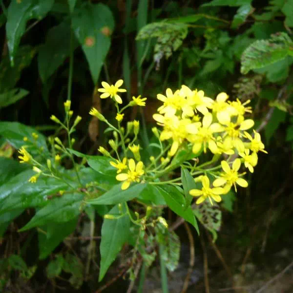 アキノキリンソウ