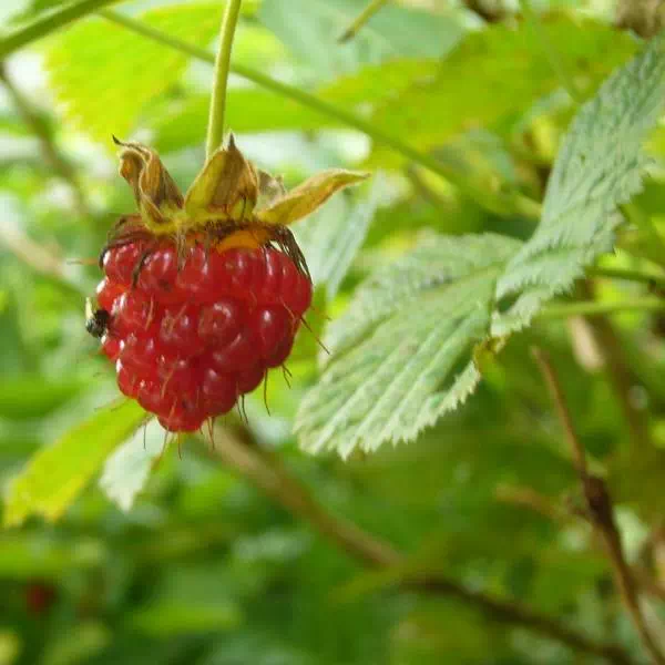 ベニバナイチゴ