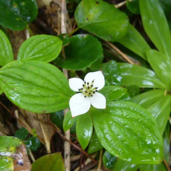 ゴゼンタチバナ