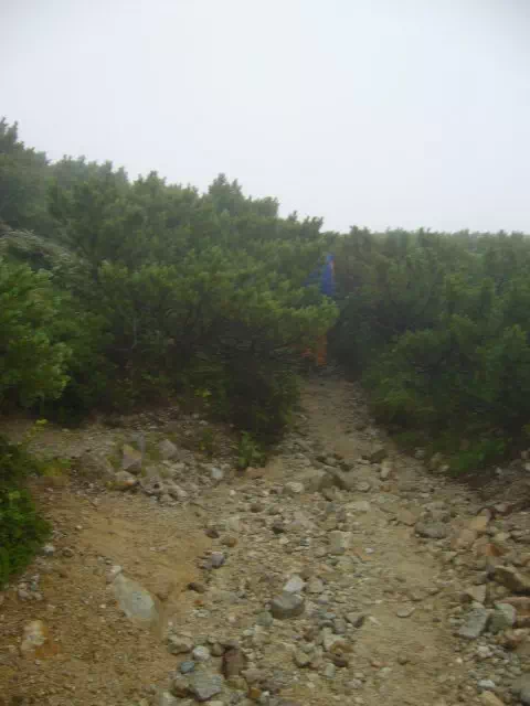 ハイマツ帯 ハイマツ帯