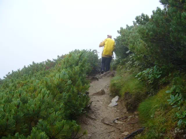 ハイマツ道 ハイマツ道