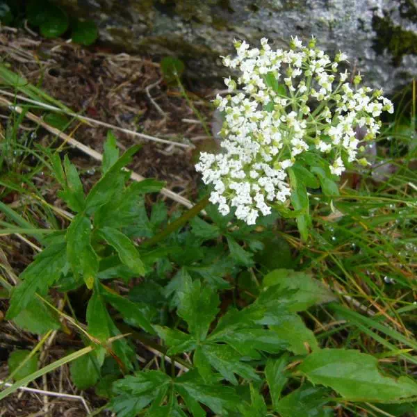 ハクサンボウフウ