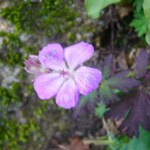 ハクサンフウロ