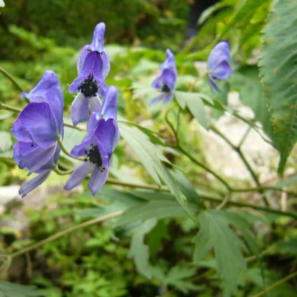 ホソバトリカブト