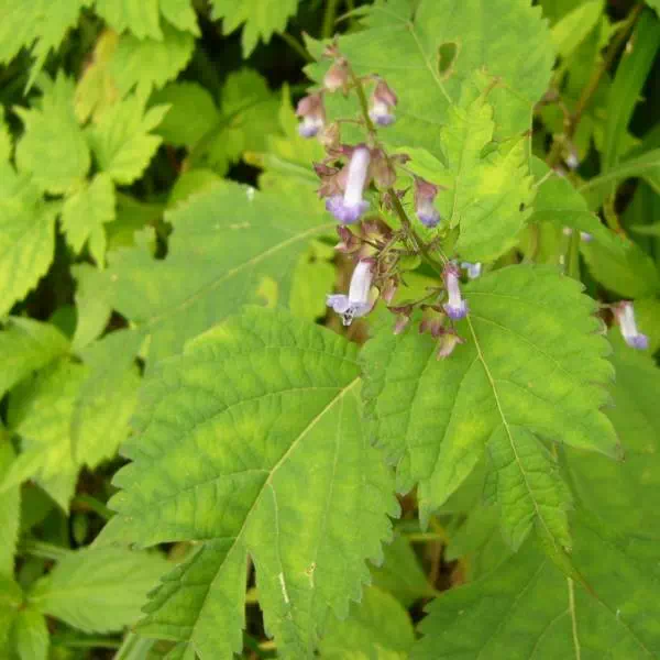 カメバヒキオコシ