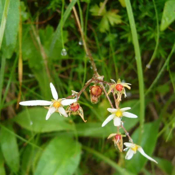 ミヤマダイモンジソウ