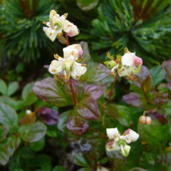 ミヤマホツツジ