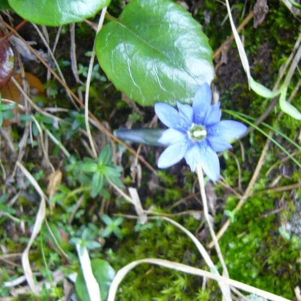 ミヤマリンドウ