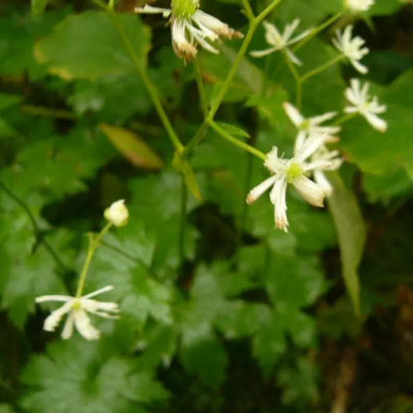 モミジカラマツ