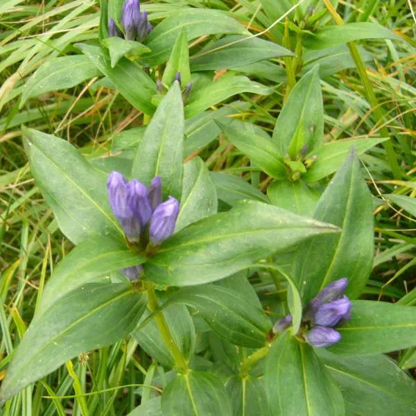 オヤマリンドウ