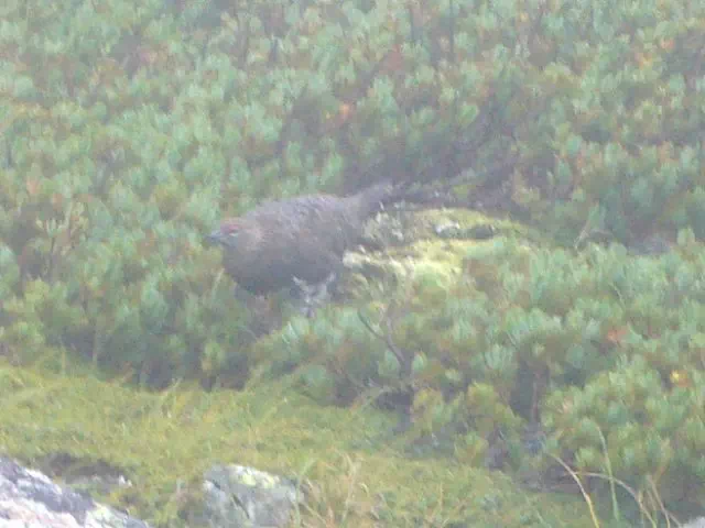 ライチョウ ライチョウ