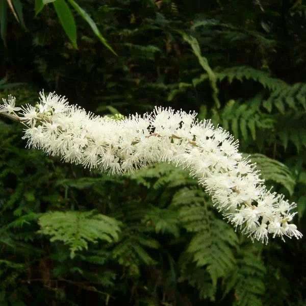 サラシナショウマ