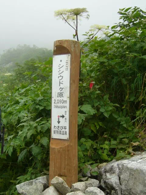 シシウドが原 シシウドが原