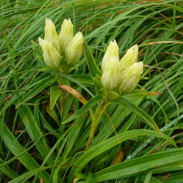 トウヤクリンドウ