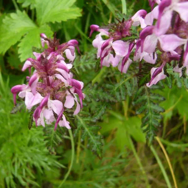 ヨツバシオガマ