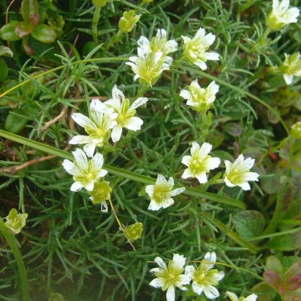 ホソバツメクサ