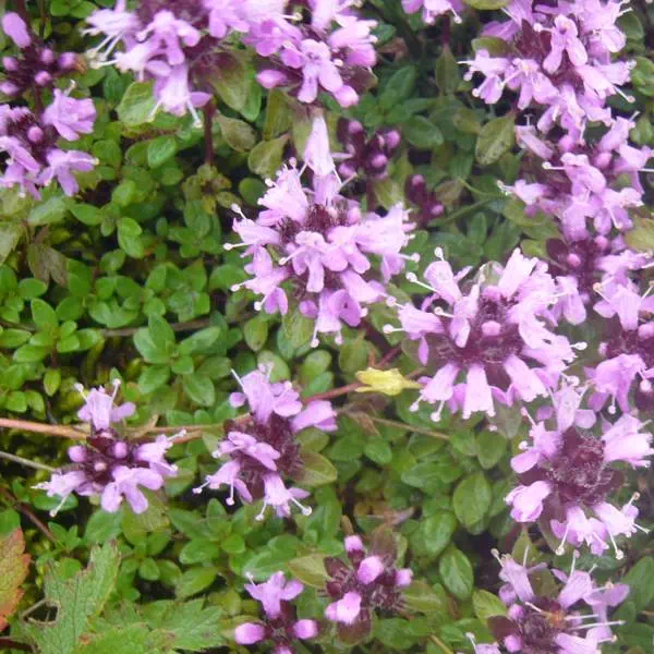 イブキジャコウソウ