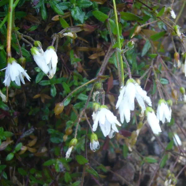 クモマミミナグサ クモマミミナグサ