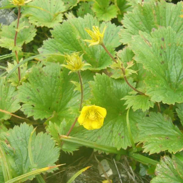 ミヤマダイコンソウ