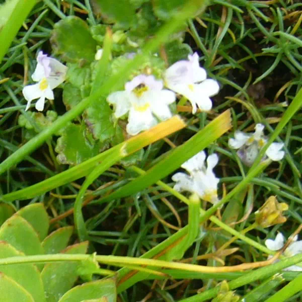 ミヤマコゴメグサ