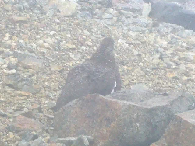 ライチョウ ライチョウ