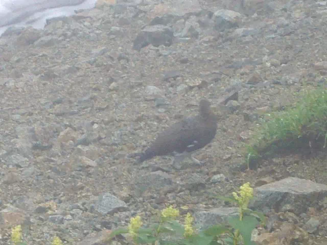 ライチョウ ライチョウ