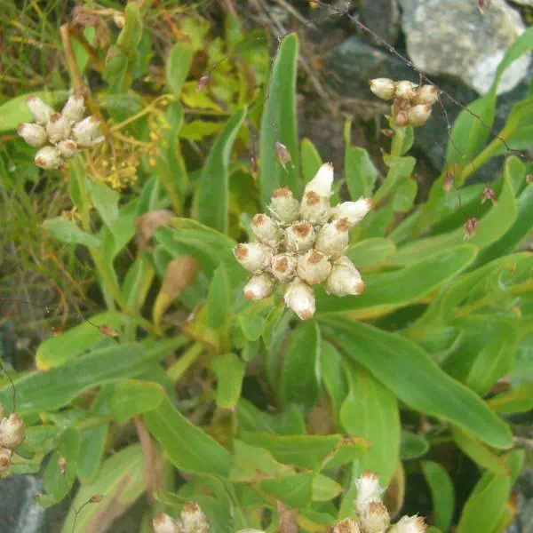 タカネヤハズハハコ タカネヤハズハハコ