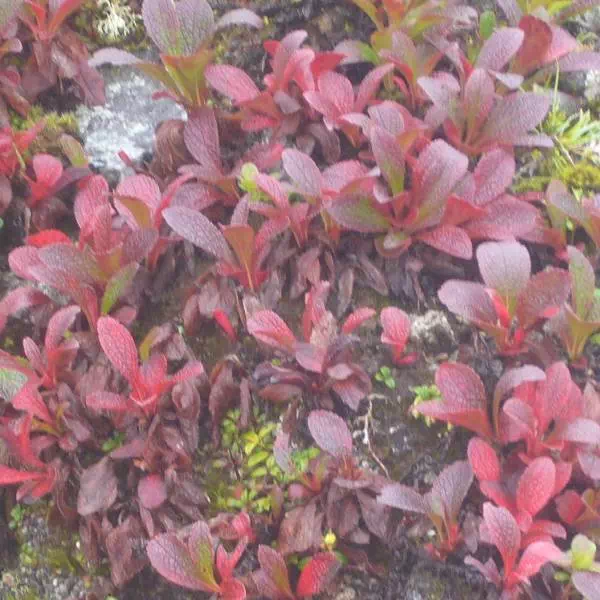 ウラシマツツジ