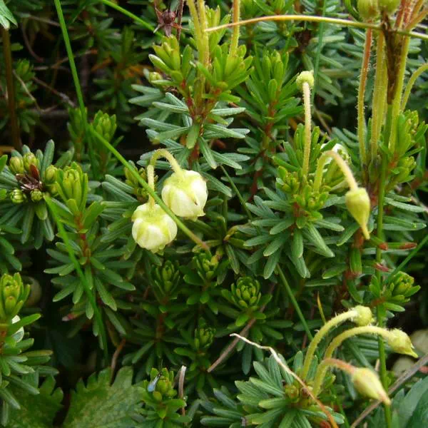 アオノツガザクラ