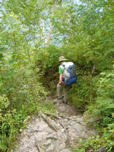 樹林の下り 樹林の下り
