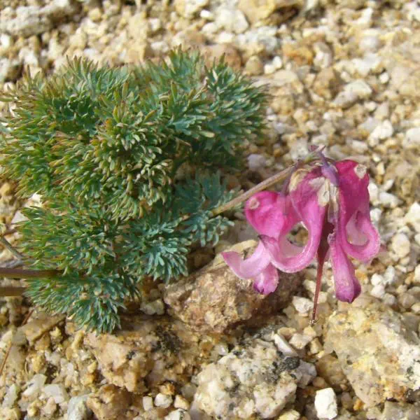 コマクサ コマクサ