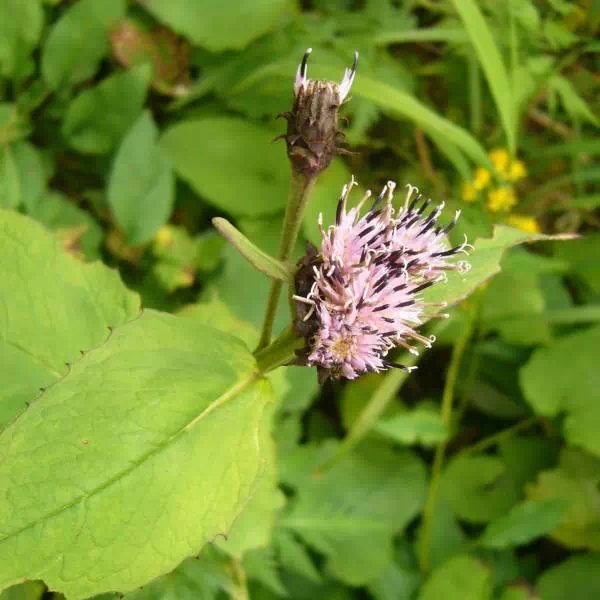 クロトウヒレン