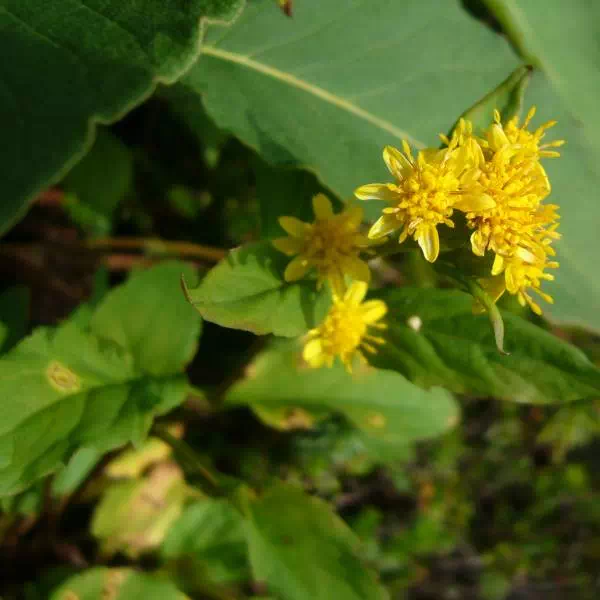 ミヤマアキノキリンソウ