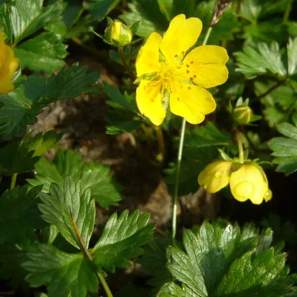 ミヤマキンバイ