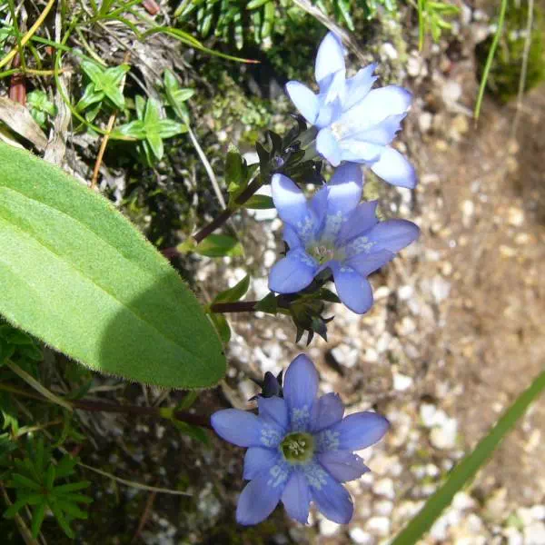 ミヤマリンドウ