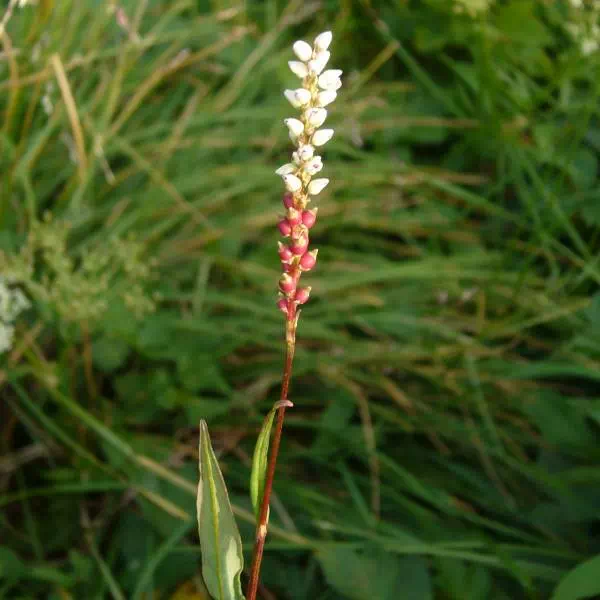 ムカゴトラノオ