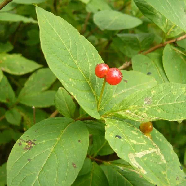 オオヒョウタンボク