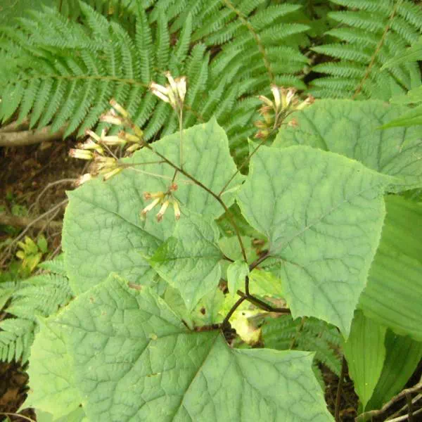 オオカニコウモリ