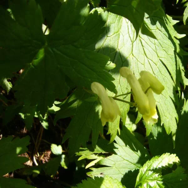 オオレイジンソウ