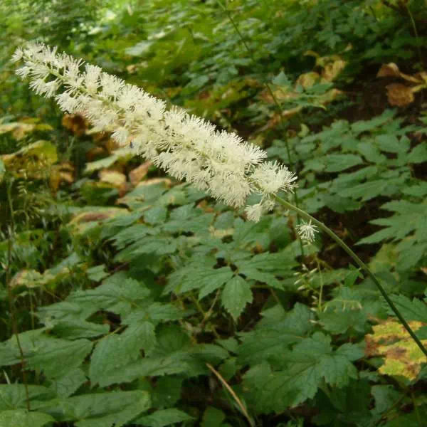 サラシナショウマ